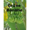 Grüne Banane