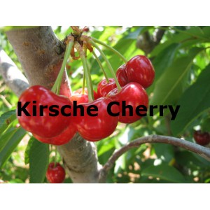 Kirsche Cherry