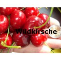 Wildkirsche