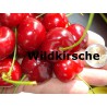 Wildkirsche