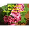 Geranien - Geranium Parfumöl