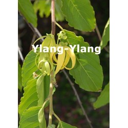 Ylang - Ylang  Parfumöl