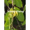 Ylang - Ylang  Parfumöl