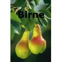 Birne