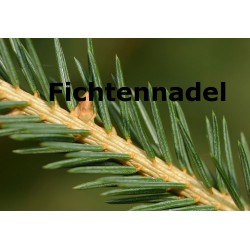 Fichtennadel