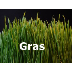 frisches Gras