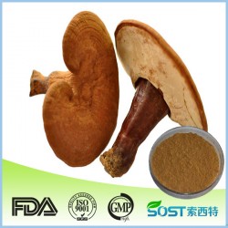 Reishi (Ganoderma lucidum) Extract Glänzender Lackporling