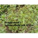 Schokomint Schokolade mit Pfefferminz