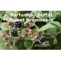 Brombeere sweet - süß Parfumöl