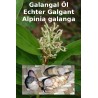 Galgant Öl Echter Galgant Alpinia galanga Thai Ingwer Öl