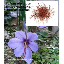 Safran Absolute 5% Lösung Crocus sativus  absolut selten Saffran