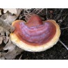 Reishi (Ganoderma lucidum) Extrakt Glänzender Lackporling