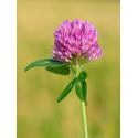 Rotkleeblüten - Tee Trifolii pratensis flos ganze Blüten