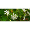 Jasminwasser o. Kons.  beste Qualität Jasminum Grandilflorum  Mäc Spice