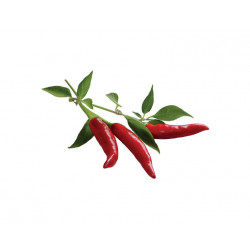 Chili Samen Öl  Capsicum annum L  naturreines Chili Samen Öl