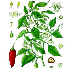 Allspice Öl - Spanischer Pfeffer Capsicum annuum naturreines ätherisches Öl