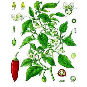 Allspice Öl - Spanischer Pfeffer Capsicum annuum naturreines ätherisches Öl