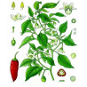 Allspice Öl - Spanischer Pfeffer Capsicum annuum naturreines ätherisches Öl