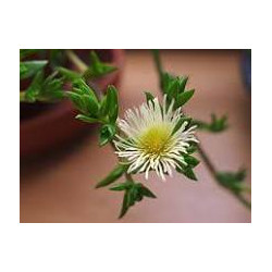 Sceletium Tortuosum (Kanna)  Extrakt 10fach