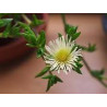 Sceletium Tortuosum (Kanna)  Extrakt 10fach