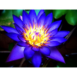 Blue Lotus (Nymphaea caerulea) Extrakt 20 fach Blauer Lotus