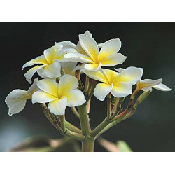 Frangipani Abolute Plumeria alba