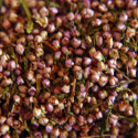 Erikablüten , Heidekrautblüten gerebelt Calluna vulgaris