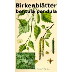 Birkenblätter Birkenblättertee Betula pendula ph. Eur