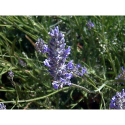 Speik Lavendel lavandula latifolia naturreines äther. Öl