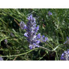 Speik Lavendel lavandula latifolia naturreines äther. Öl