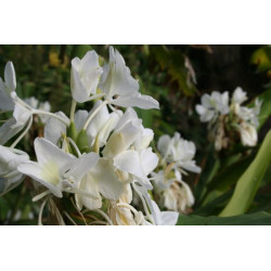 Schmetterlingslilie Ginger Lily Hedychium coronarium äther. Öl naturrein