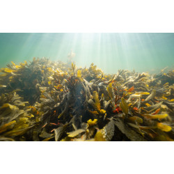 Alge absolue (fucus vesiculosus) Seaweed absolute