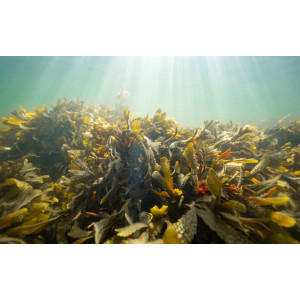 Alge absolue (fucus vesiculosus) Seaweed absolute