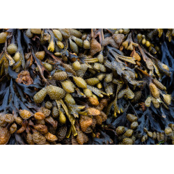 Alge absolue (fucus vesiculosus) Seaweed absolute