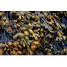 Alge absolue (fucus vesiculosus) Seaweed absolute