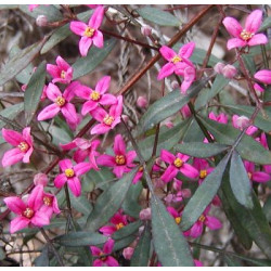 Boronia absolue 100% (ätherisches Öl) Boronia megastigma Nees