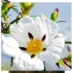 Cistrosenharzöl Labdanum Absolute Cistus ladaniferus dickflüssig 100% naturrein