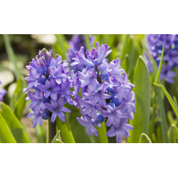 Hyazinthe Absolute Öl Hyacinthus orientalis 100% naturrein