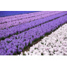 Hyazinthe Absolute Öl Hyacinthus orientalis 100% naturrein