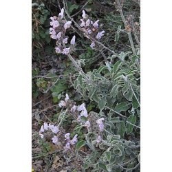 Griechischer Salbei Salvia fruticosa 100% naturreines Öl