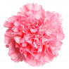 Carnation absolute