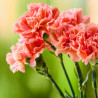 Carnation absolute