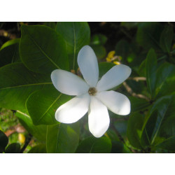 Tiare absolue Tahiti-Gardenie Gardenia tahitensis 100% naturrein