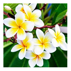 Tiare absolue Tahiti-Gardenie Gardenia tahitensis 100% naturrein