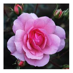 Rose Otto ätherisches ÖL rosa damascena 100% naturrein