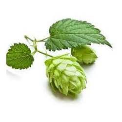 HOPFEN ABSOLUTE OIL Humulus Lupulus 100% Natürliches atherisches Öl