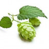 HOPFEN ABSOLUTE OIL Humulus Lupulus 100% Natürliches atherisches Öl