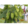 HOPFEN ABSOLUTE OIL Humulus Lupulus 100% Natürliches atherisches Öl