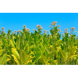 Tabak Tobacco Absolute (Blätter) (Nicotiana Tabacum )