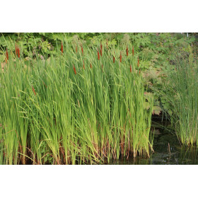 Schilfgras ( Phalaris arundinacea ) Samen 10 Gramm Samen